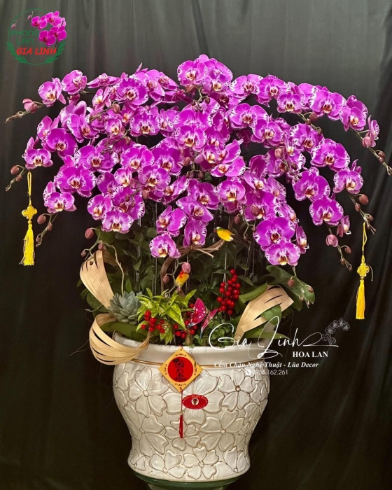 Bán Lan Hồ Điệp Tết - Đặt ngay tại Hoa Lan Gia Linh