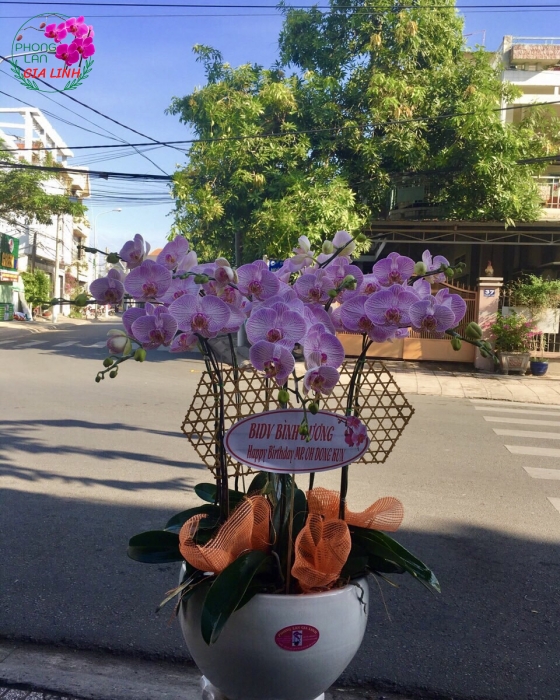 Chậu hoa Lan hồ điệp Hồng kẽ