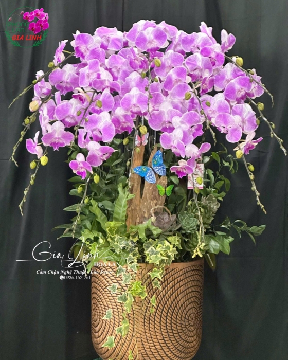 "Bình Yên Hạnh Phúc" - Lan Hồ Điệp Thiết Kế Riêng