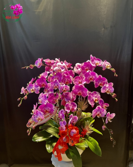 Chậu hồ điệp vàng - HD01