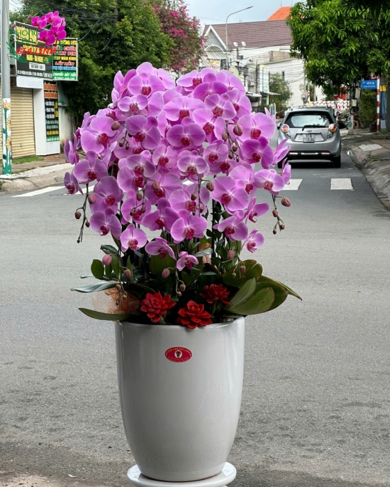 các loại hoa lan tím