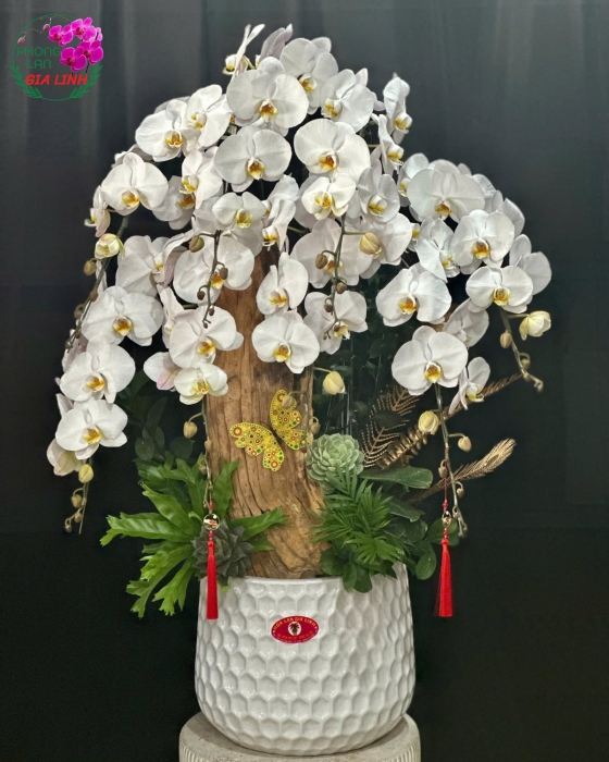 các loại lan ghép lũa