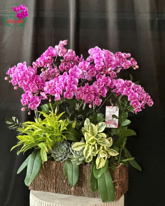 cách ghép lan vào gỗ lũa