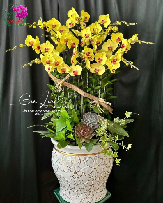 "Cánh Bướm Tự Do" - Lan Hồ Điệp Bay Bổng