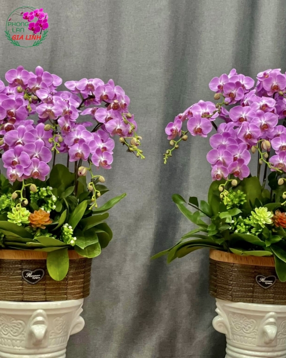 Cặp Chậu Lan Hồ Điệp Mini Hồng Đẹp