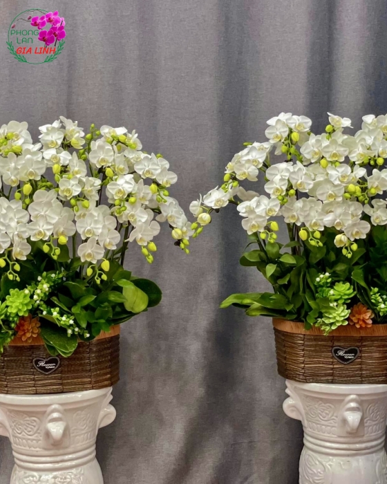 Cặp Chậu Lan Hồ Điệp Mini Trắng Đẹp