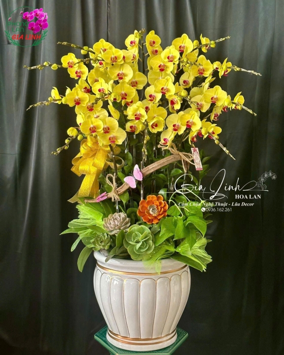 "Chân Thành Tri Ân" - Lan Hồ Điệp Quà Tặng