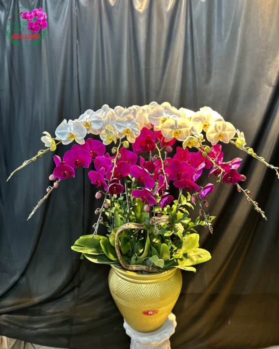Chậu Hoa Lan 2 Tầng Tím Trắng