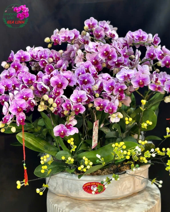 Top những chậu hoa lan 20 -10 đẹp ý nghĩa nhất 2024