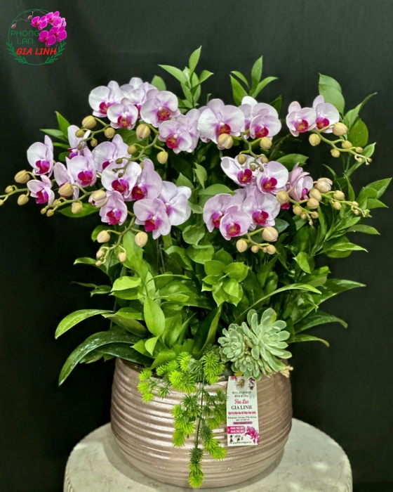 Top những chậu hoa lan 20 -10 đẹp ý nghĩa nhất 2024