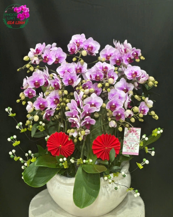 Top những chậu hoa lan 20 -10 đẹp ý nghĩa nhất 2024