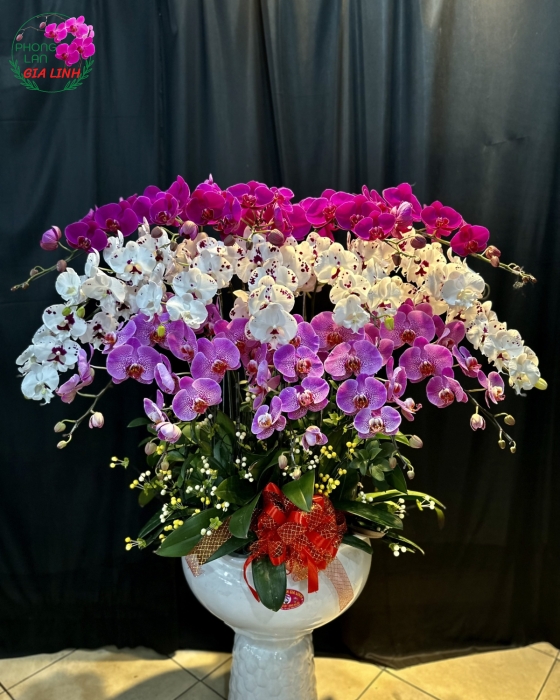 Chậu Hoa Lan Hồ Điệp 3 Tầng Phối 