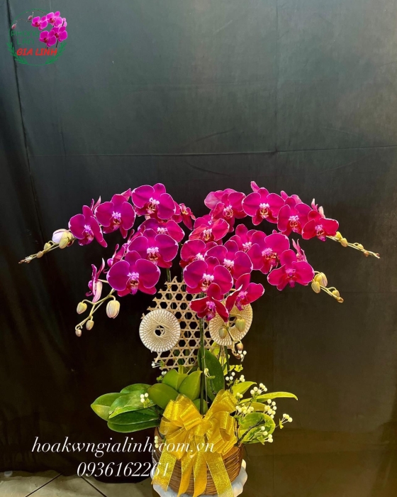 Chậu Hoa Lan Hồ Điệp 5 Cành Tím