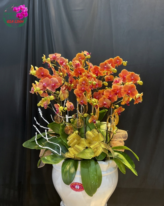 Chậu Hoa Lan Hồ Điệp Cam May Mắn