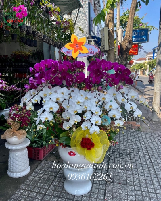 Chậu Hoa Lan Hồ Điệp Chúc Mừng 2 Tầng 
