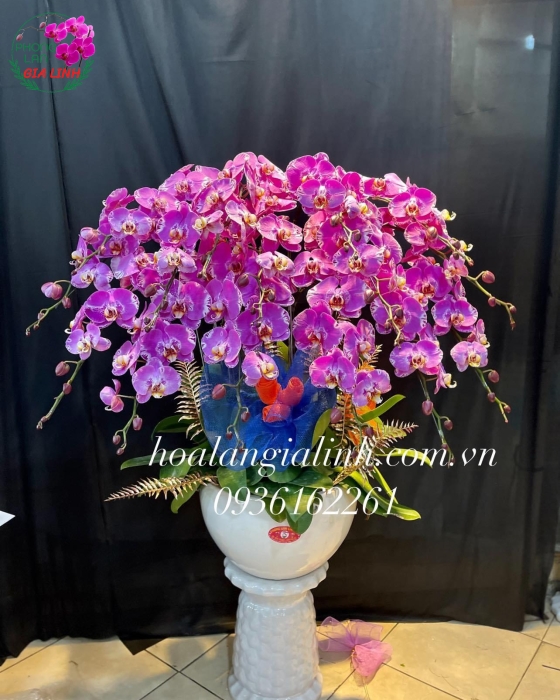 Chậu Hoa Lan Hồ Điệp Chúc Mừng Đột Biến