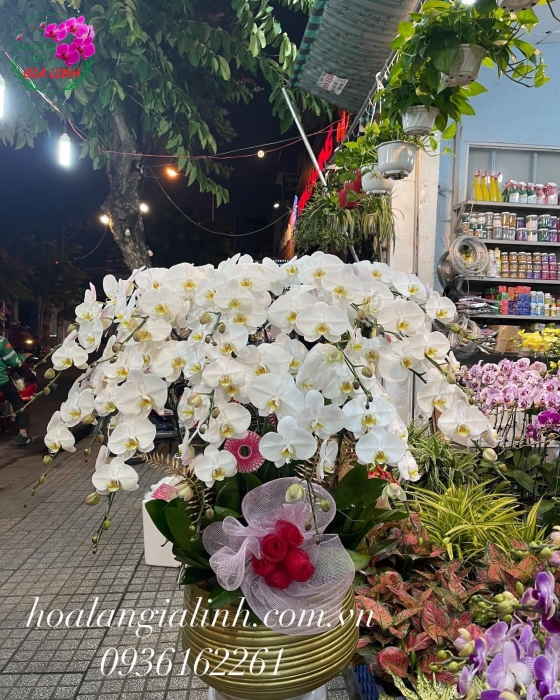 Chậu Hoa Lan Hồ Điệp Chúc Mừng Trắng