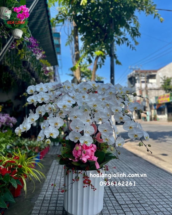 Chậu Hoa Lan Hồ Điệp Chúc Mừng Trắng Đẳng Cấp