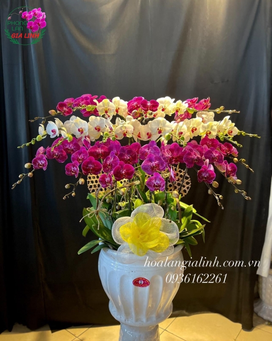Chậu Hoa Lan Hồ Điệp Đa Sắc Mừng Khai trương đẹp