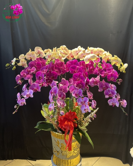Đặt Chậu Hoa Lan Hồ Điệp Đa Sắc Đẹp Mừng Khai trương Hanh thông