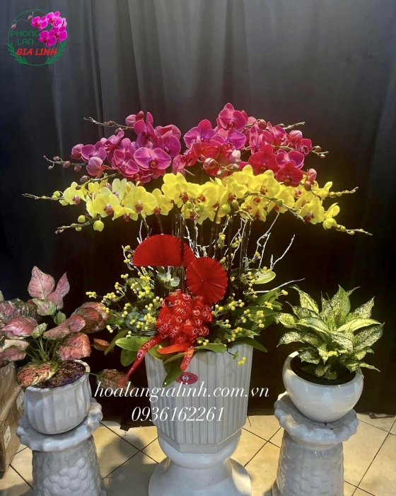 Chậu Hoa Lan Hồ Điệp Đa Sắc Mừng Khai Trương Như ý