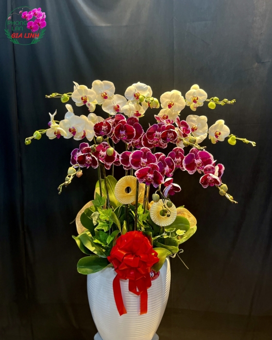 Chậu Hoa Lan Hồ Điệp Đa Sắc Mừng Khai Trương Sang Trọng