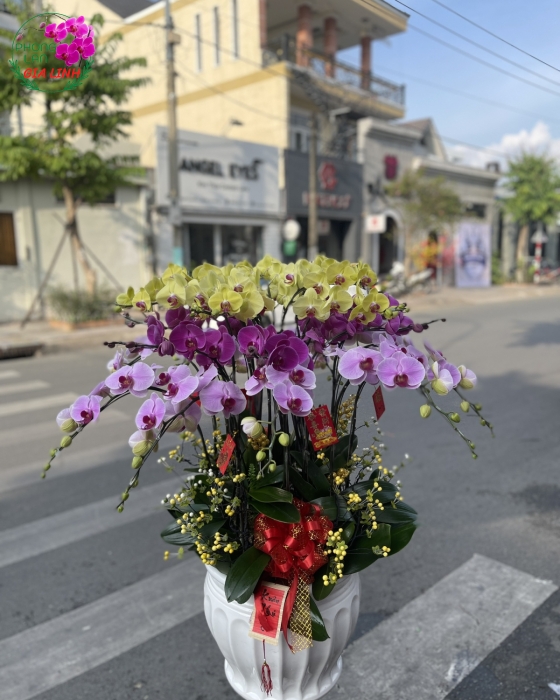 Chậu Hoa Lan Hồ Điệp Đa Sắc Mừng Năm mới Phát Tài