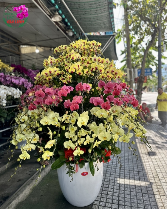  Chậu Hoa Lan Hồ Điệp Đại lộ vinh quang