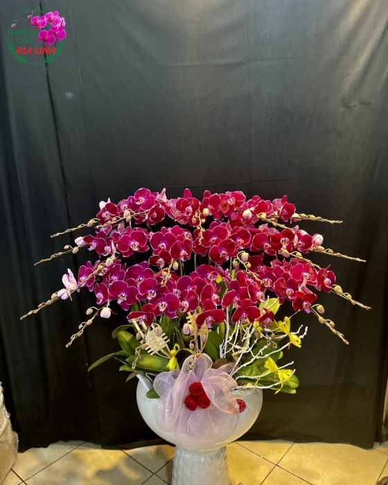 Chậu Hoa Lan Hồ Điệp Đỏ Nhung 3 Tầng Chất Lượng