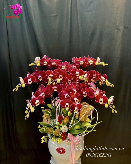 Chậu Hoa Lan Hồ Điệp Đỏ Nhung 9 Cành