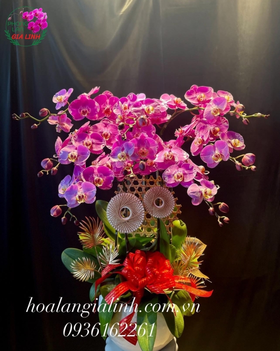 Chậu Hoa Lan Hồ Điệp Đột Biến 8 Cành Mừng Khai Trương Tân Gia