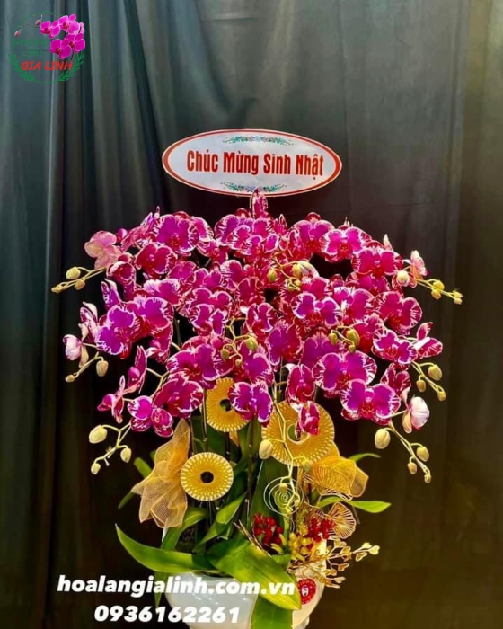 Chậu Hoa Lan Hồ Điệp Đột Biến Chúc Mừng Sinh Nhật