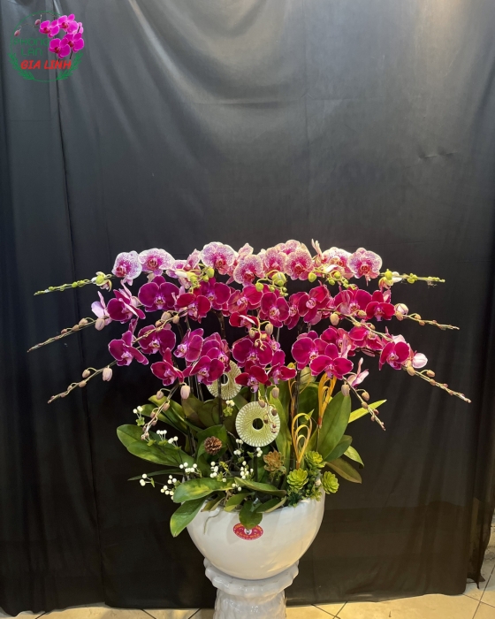 Chậu Hoa Lan Hồ Điệp Đột Biến Phối 3 Tầng