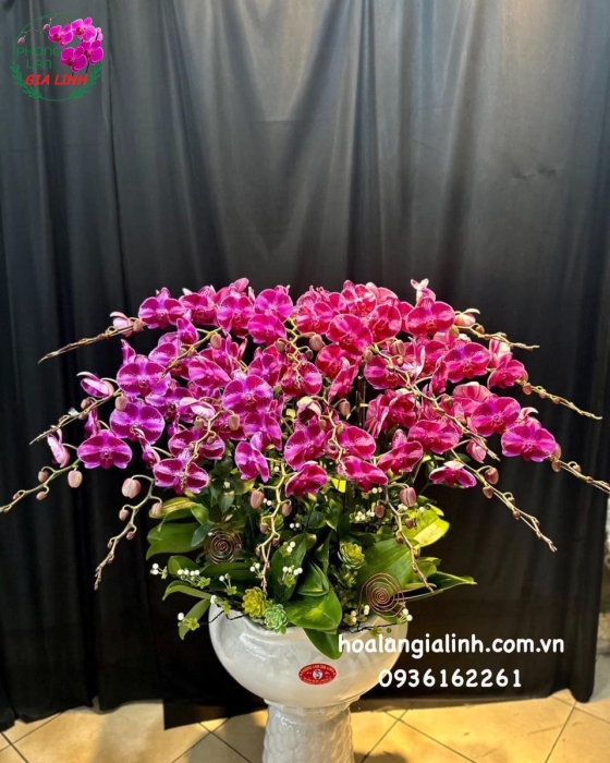 Chậu Hoa Lan Hồ Điệp Đột Biến Tím Đẹp
