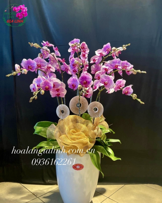 Chậu Hoa Lan Hồ Điệp Hồng 8 Cành Mừng Khai Trương Tân Gia