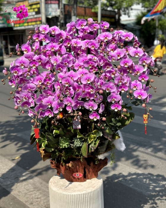 Chậu hoa lan hồ điệp hồng  Hạnh phúc lứa đôi