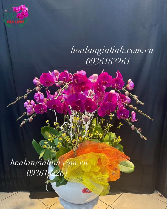 Chậu Hoa Lan Hồ Điệp Hồng Mừng Khai Trương Tân Gia