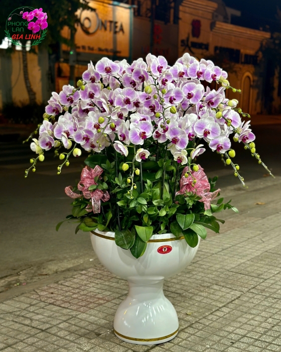 Chậu hoa lan hồ điệp lụa size lớn trang trí