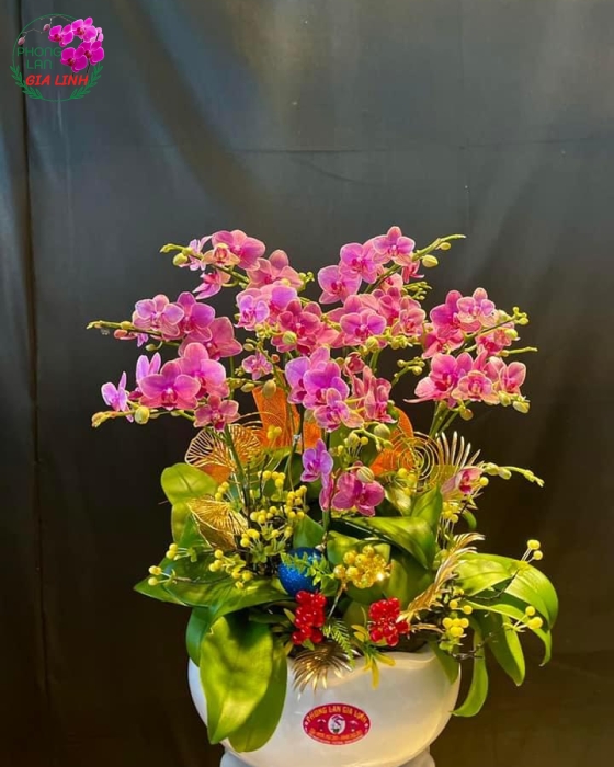 Chậu hoa lan hồ điệp mini