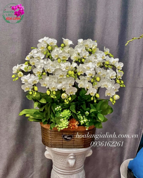 Chậu Hoa Lan Hồ Điệp Mini Trắng
