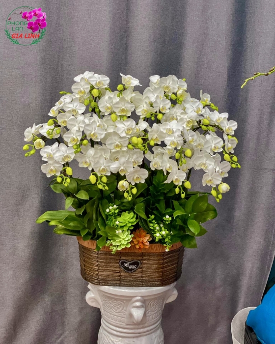 Chậu Hoa Lan Hồ Điệp Mini Trắng Xinh