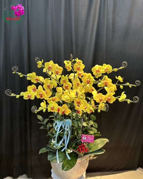 Chậu Hoa Lan Hồ Điệp Mini Vàng Đẹp