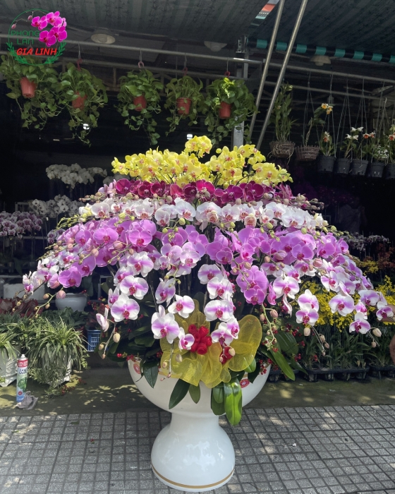 Chậu Hoa Lan Hồ Điệp Phối Màu Nhiều Tầng