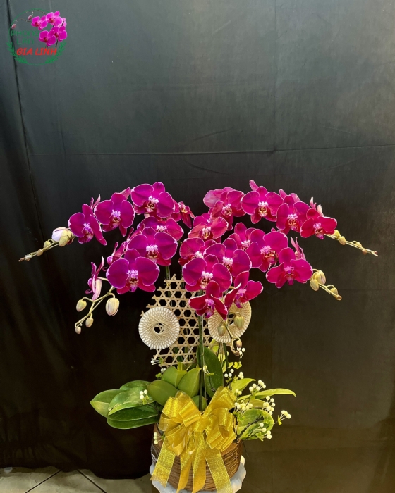 Chậu Hoa Lan Hồ Điệp Tím 5 Cành