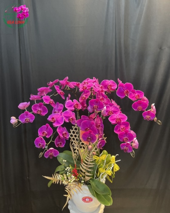 Chậu Hoa Lan Hồ Điệp Tím 6 Cành Đẹp
