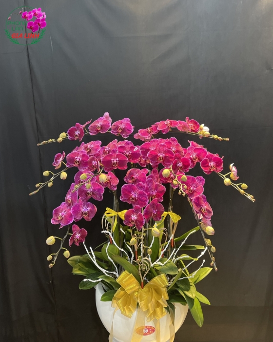 Chậu Hoa Lan Hồ Điệp Tím Chấm 9 Cành