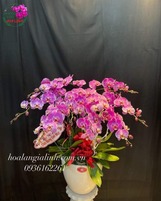 Chậu Hoa Lan Hồ Điệp Tím Mừng Khai Trương Tân Gia