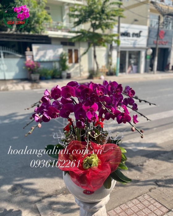 Chậu Hoa Lan Hồ Điệp Tím Mừng Khai Trương Tân Gia Chậu Sứ Trắng 