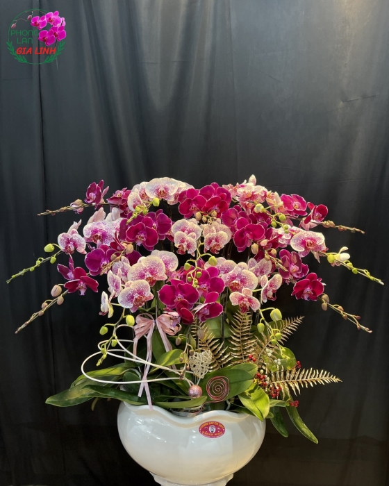 Chậu Hoa Lan Hồ Điệp Tím Phối Đột Biến