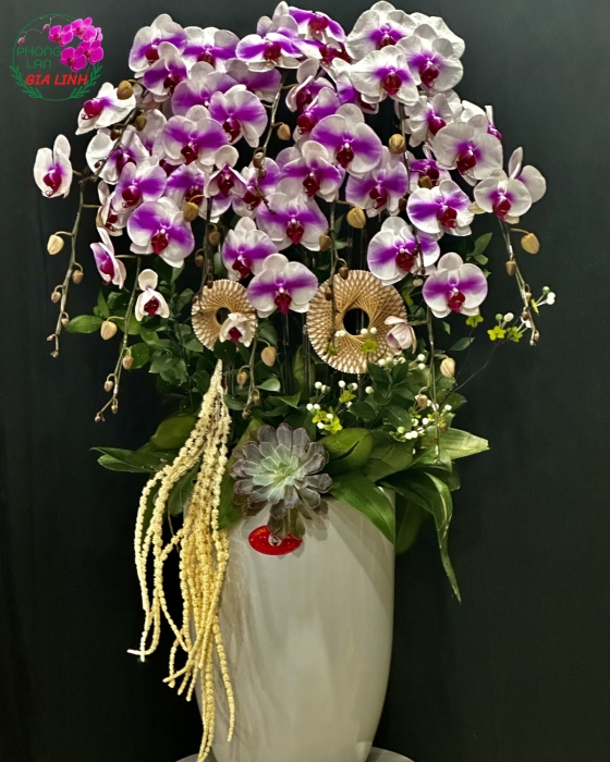 Chậu hoa lan hồ điệp tím Phú quý cát tường